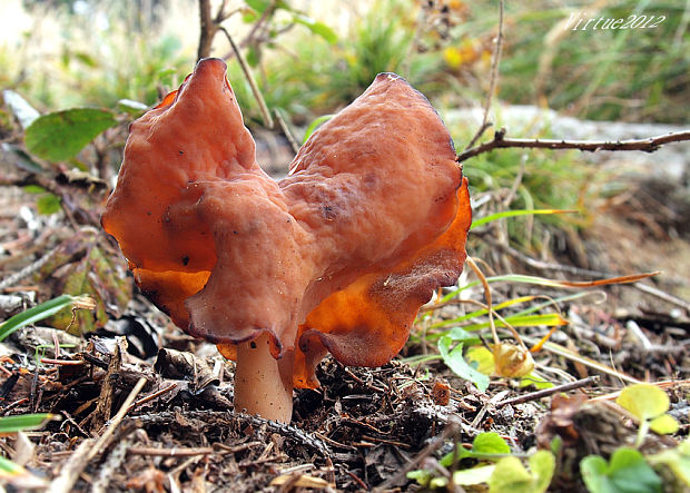 ušiak mitrovitý Gyromitra infula (Schaeff.) Quél.