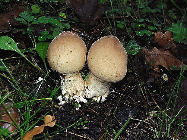 prášnica hnednúca Lycoperdon molle Pers.