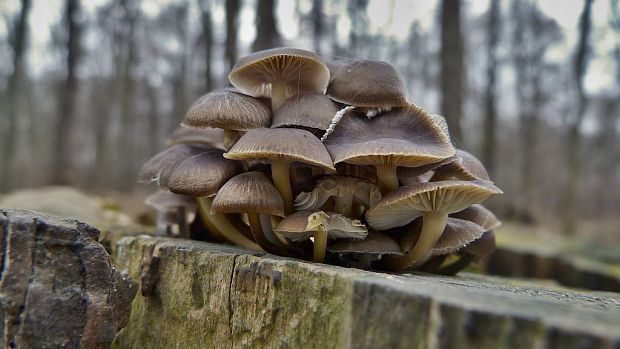 prilbička hnedosivá Mycena tintinnabulum (Paulet) Quél.