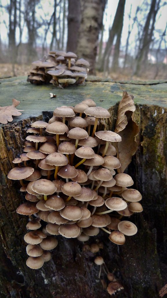 prilbička hnedosivá Mycena tintinnabulum (Paulet) Quél.