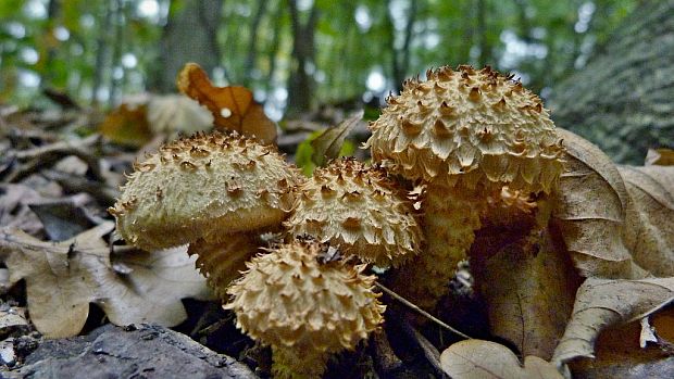 šupinovka šupinatá Pholiota squarrosa (Vahl) P. Kumm.