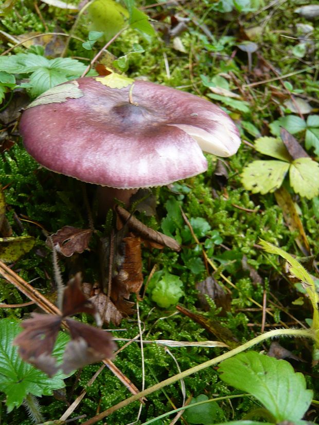 plávka Russula sp.