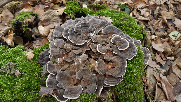 trúdnikovec pestrý Trametes versicolor (L.) Lloyd