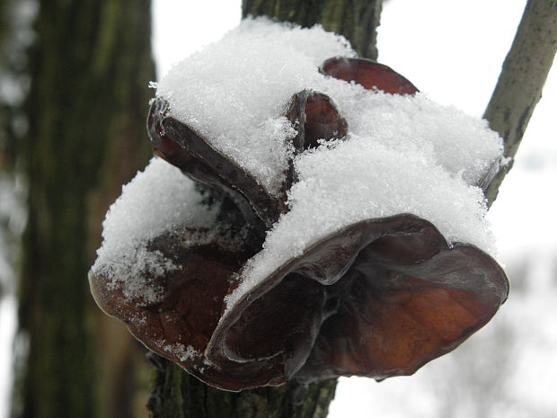 uchovec bazový Auricularia auricula-judae (Bull.) Quél.