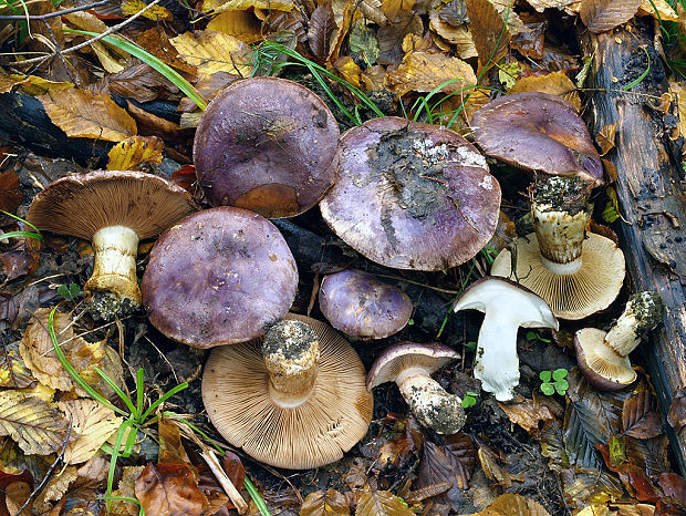 pavučinovec lilavomodrý Cortinarius cumatilis Fr.