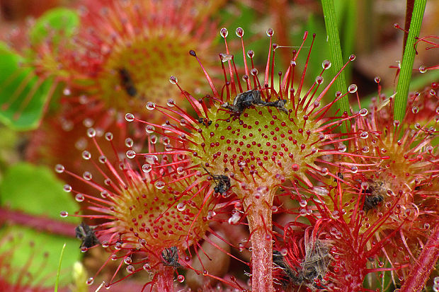 rosička okrúhlolistá Drosera rotundifolia L.