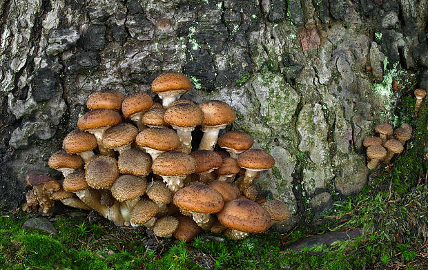 podpňovka tmavá Armillaria ostoyae (Romagn.) Herink