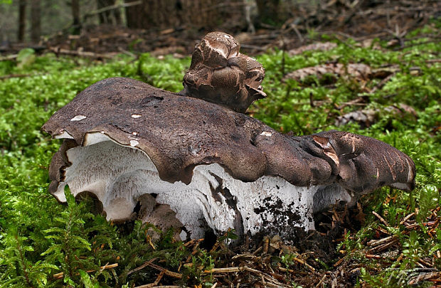 hrboľnačka černastá Boletopsis leucomelaena (Pers.) Fayod