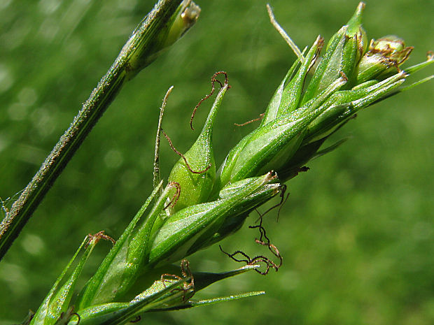 ostrica lesná Carex sylvatica Huds.