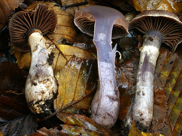 pavučinovec blankytný Cortinarius parevernius Rob. Henry