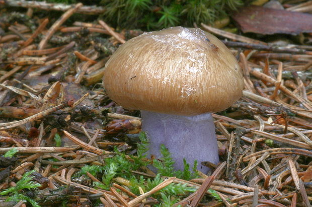 pavučinovec Cortinarius sp.