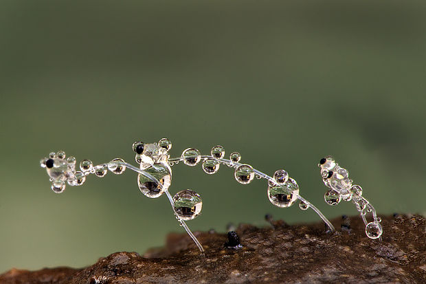 mrštec jagavý Pilobolus crystallinus (F.H. Wigg.) Tode