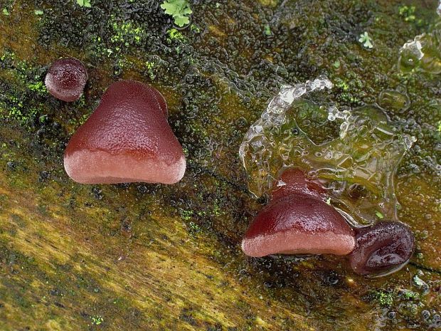 uchovec bazový Auricularia auricula-judae (Bull.) Quél.