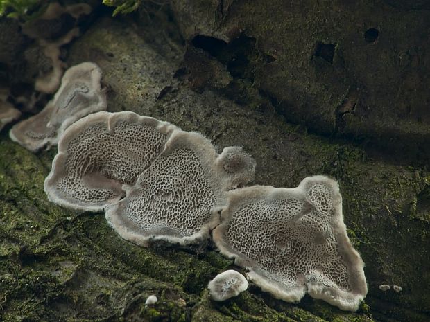 sivopórovka tmavá Bjerkandera adusta (Willd.) P. Karst.