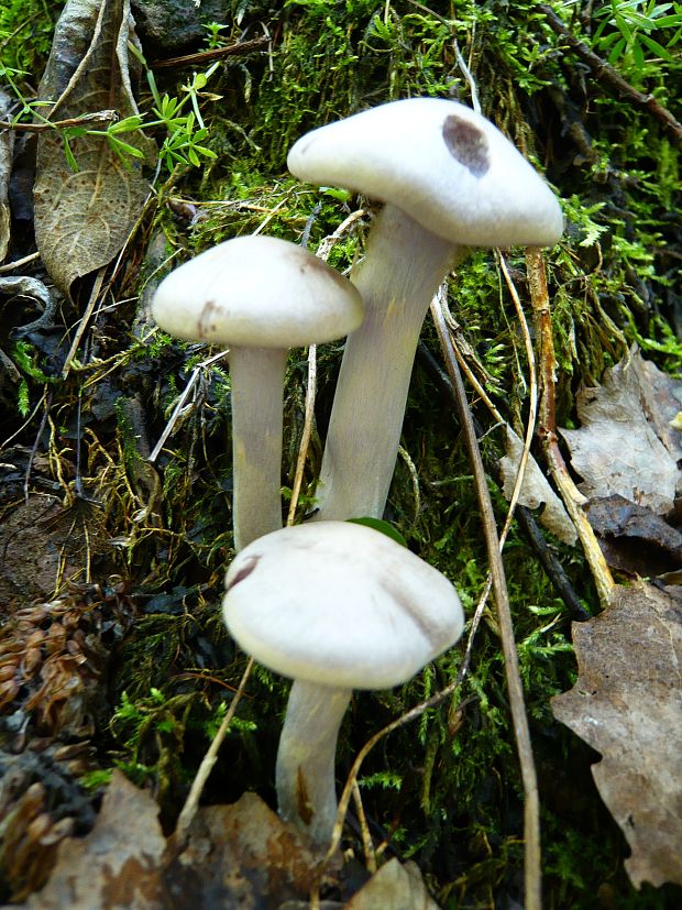 pavučinovec Cortinarius sp.