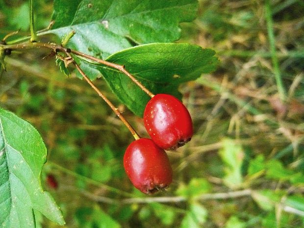 hloh jednosemenný Crataegus monogyna Jacq.