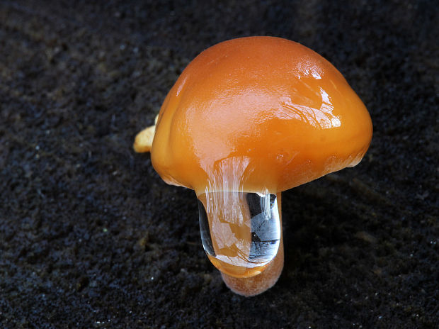 plamienka Flammulina sp.