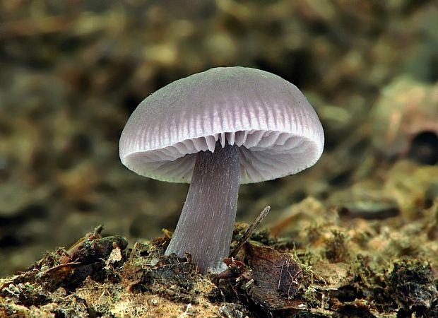 prilbička reďkovková Mycena pura (Pers.) P. Kumm.