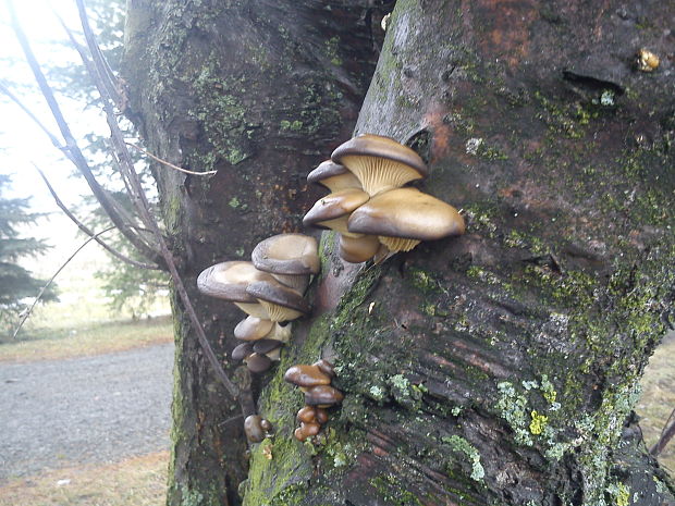 hliva ustricovitá Pleurotus ostreatus (Jacq.) P. Kumm.