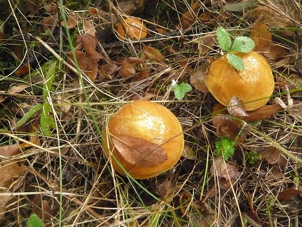 masliak smrekovcový Suillus grevillei (Klotzsch) Singer