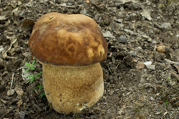 hríb dubový Boletus reticulatus Schaeff.