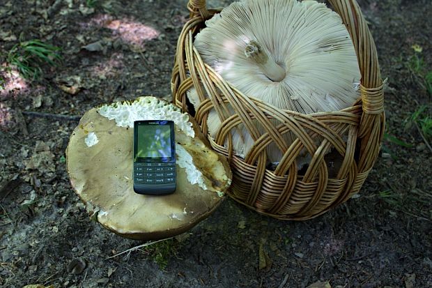 hríb dubový Boletus reticulatus Schaeff. ex Boud.