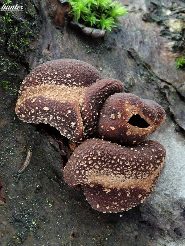 dutinovka otrubnatá Encoelia furfuracea (Roth) P. Karst.