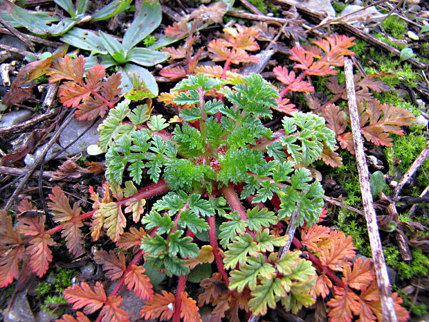 bociannik rozpukovitý Erodium cicutarium (L.) L