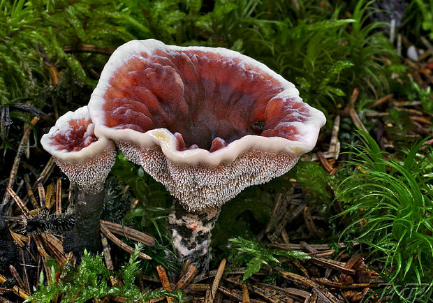 jelenkovka pálčivá Hydnellum peckii Banker