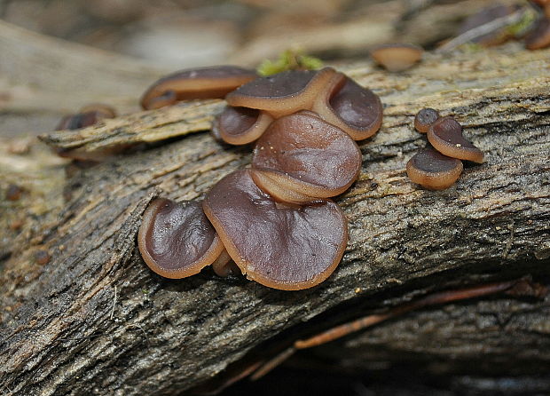hrubatka fialovočierna Pachyella violaceonigra (Rehm) Pfister