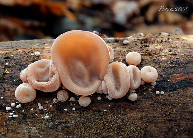 uchovec bazový Auricularia auricula-judae (Bull.) Quél.