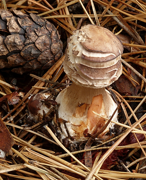 bedľa červenejúca Chlorophyllum rachodes (Vittad.) Vellinga