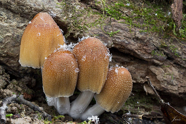 hnojník ligotavý Coprinellus micaceus (Bull.) Vilgalys, Hopple & Jacq. Johnson