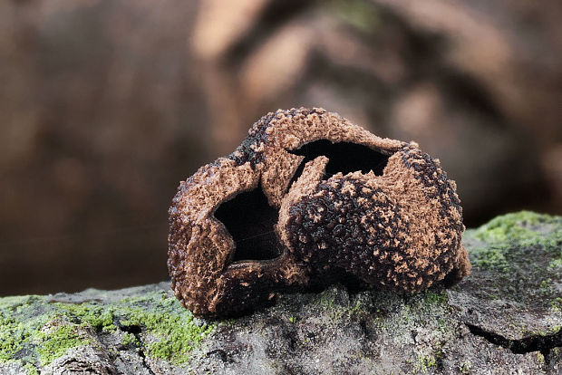 dutinovka otrubnatá Encoelia furfuracea (Roth) P. Karst.