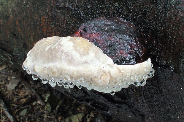 práchnovček pásikavý Fomitopsis pinicola (Sw.) P. Karst.