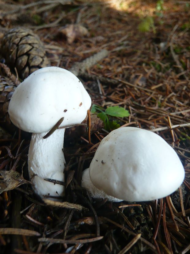 šťavnačka slonovinová Hygrophorus eburneus (Bull.) Fr.