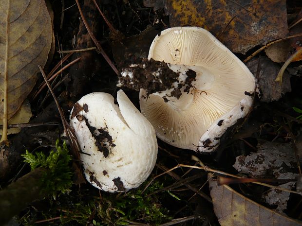 rýdzik osikový Lactarius controversus Pers.