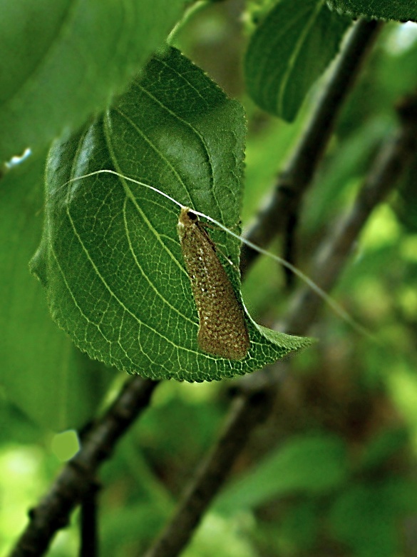 adéla Swamerdamova Nematopogon swammerdamella Linnaeus, 1758