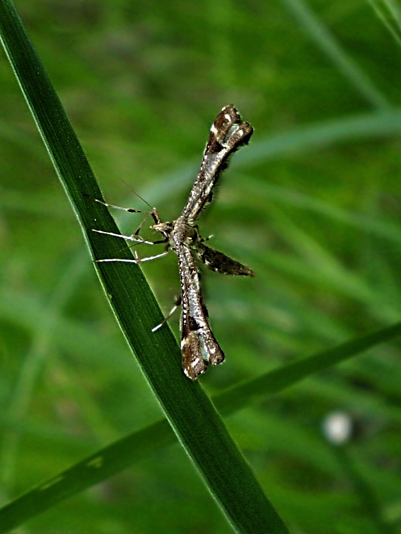 pierkavec podbeľový Platyptilia gonodactyla Denis & Schiffermüller, 1775