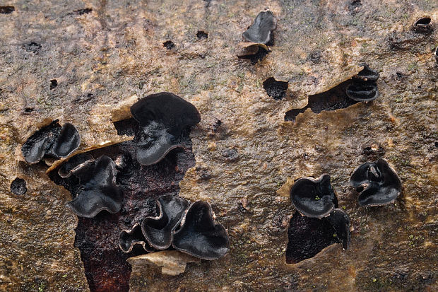 dutinovka lužná Sclerencoelia fascicularis (Alb. & Schwein.) P. Karst.