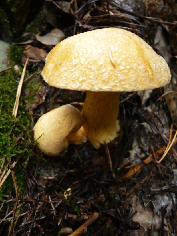 masliak strakatý Suillus variegatus (Sw.) Kuntze