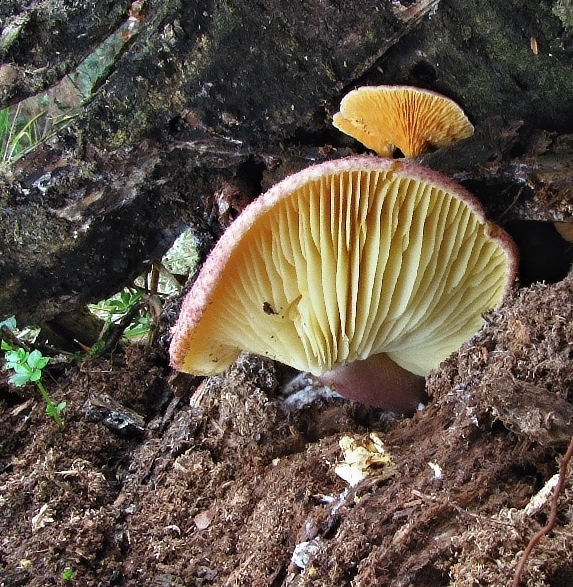 čírovec červenožltý Tricholomopsis rutilans (Schaeff.) Singer