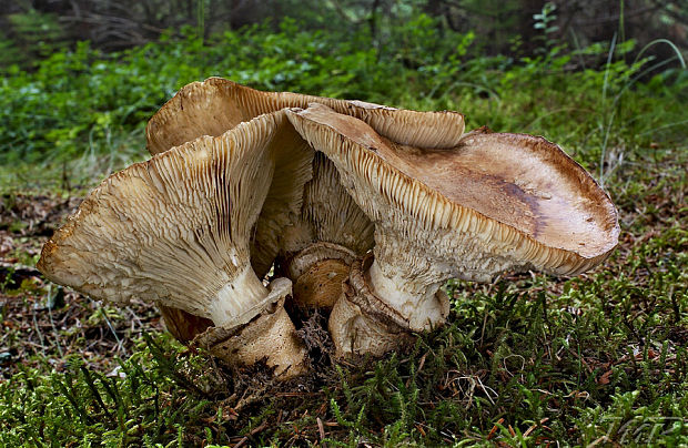 náramkovka cisárska Catathelasma imperiale (P. Karst.) Singer