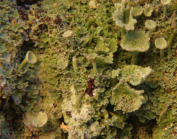 dutohlávka Cladonia sp.