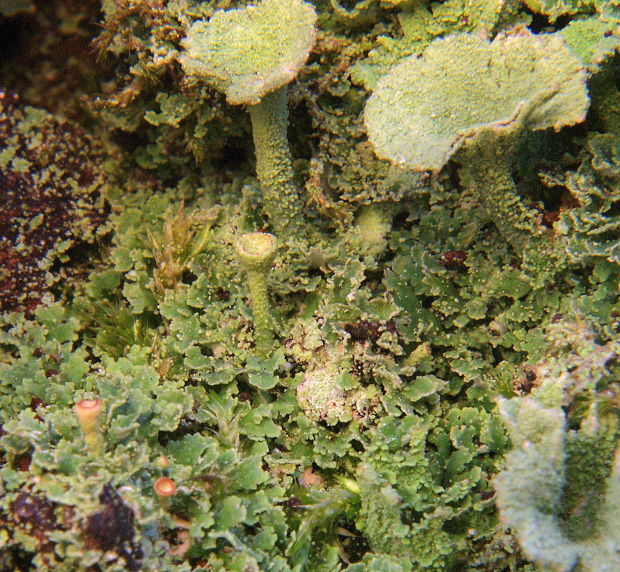 dutohlávka Cladonia sp.