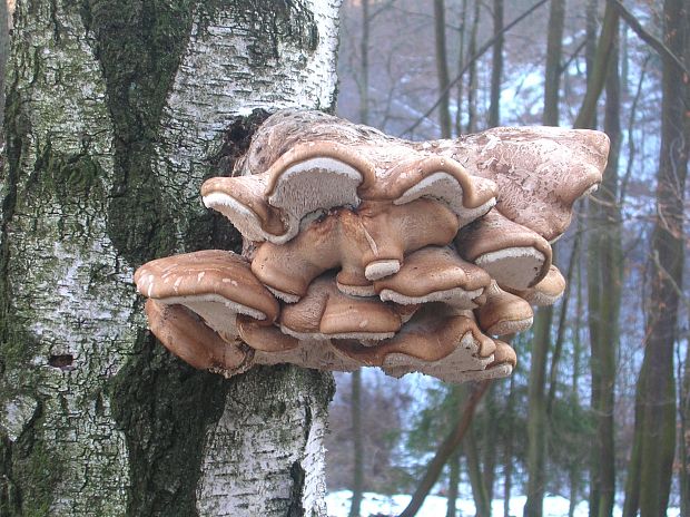 brezovník obyčajný Fomitopsis betulina (Bull.) B.K. Cui, M.L. Han & Y.C. Dai