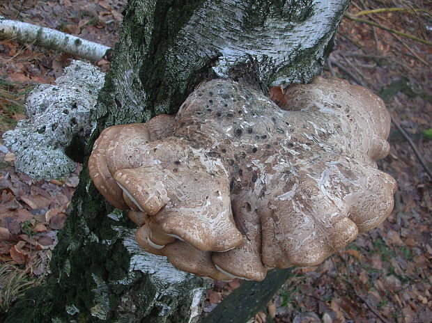 brezovník obyčajný Fomitopsis betulina (Bull.) B.K. Cui, M.L. Han & Y.C. Dai