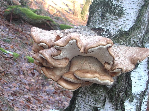 brezovník obyčajný Fomitopsis betulina (Bull.) B.K. Cui, M.L. Han & Y.C. Dai