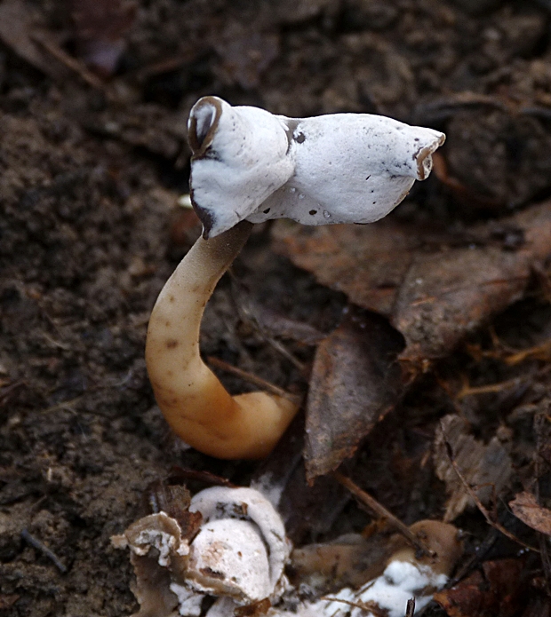 chriapač pružný Helvella elastica Bull.