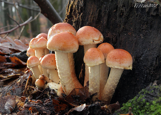 strapcovka tehlovočervená Hypholoma lateritium (Schaeff.) P. Kumm.